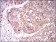 TIE1 Primary Antibody MP30615 [M8D12B10]