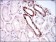 TIE1 Primary Antibody MP30619 [M8D12D2]