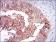 TIE1 Primary Antibody MP30619 [M8D12D2]