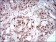 HOXB4 Primary Antibody MP30629 [M3A2F2]