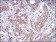 EPCAM Primary Antibody MP30630 [M7B5C10]