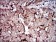 PLA2G12A Primary Antibody MP30631 [M3H2C11]