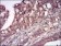 DDIT3 Primary Antibody MP30633 [M4E8E9]