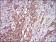 DDIT3 Primary Antibody MP30633 [M4E8E9]