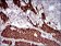 CNN1 Primary Antibody MP30636 [M1H5B5]