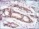 KHDRBS2 Primary Antibody MP30638 [M7G8C10]