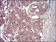 GAB2 Primary Antibody MP30639 [M1F6D9]
