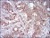 GAB2 Primary Antibody MP30639 [M1F6D9]