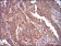 CAV2 Primary Antibody MP30645 [M5E9E2]