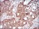 MMEL1 Primary Antibody MP30647 [M2D2H5]