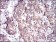 PRL Primary Antibody MP30648 [M2H10H5]