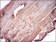 PRL Primary Antibody MP30648 [M2H10H5]