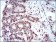 MAPK7 Primary Antibody MP30654 [M8H1D5]