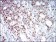 MAPK7 Primary Antibody MP30654 [M8H1D5]