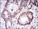CTNNBL1 Primary Antibody MP30656 [M1E4F5]