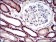 CDH16 Primary Antibody MP30659 [M6H6E2]