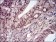 PPP1CB Primary Antibody MP30661 [M8A7C7]