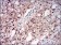 PPP1CB Primary Antibody MP30661 [M8A7C7]