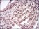 RELB Primary Antibody MP30663 [M2E4B1]