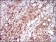 RELB Primary Antibody MP30663 [M2E4B1]