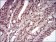 CCNE1 Primary Antibody MP30666 [M5F8B4]