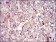 TUBE1 Primary Antibody MP30667 [M5F3B7]