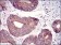 TUBE1 Primary Antibody MP30667 [M5F3B7]