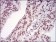 MEN1 Primary Antibody MP30671 [M7D3E10]