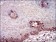 FTL Primary Antibody MP30672 [M6E10E4]