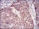 RAB27A Primary Antibody MP30674 [M7D7C9]