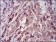 RAB27A Primary Antibody MP30674 [M7D7C9]