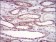 HPRT1 Primary Antibody MP30677 [M5F11A7]