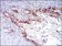 FTL Primary Antibody MP30679 [M8E1E7]