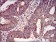 CSNK2B Primary Antibody MP30691 [M2F12F3]