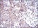UBE2C Primary Antibody [M1F5D3]