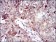 UBE2C Primary Antibody [M1F5D3]