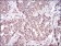 CD36 Primary Antibody MP30701 [M5B6F5]