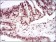 PER3 Primary Antibody MP30703 [M4B9D7]