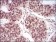 PER3 Primary Antibody MP30703 [M4B9D7]