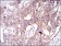 GSK3B Primary Antibody MP30705 [M3D6B4]