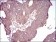 GSK3B Primary Antibody MP30705 [M3D6B4]