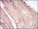 MuRF1 Primary Antibody MP30706 [M6H6D4]