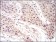 EIF5A Primary Antibody MP30713 [M4E10G8]
