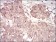CCNA2 Primary Antibody MP30714 [M6B4D11]