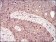 CCNA2 Primary Antibody MP30714 [M6B4D11]