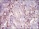 WAS Primary Antibody MP30716 [M7B10E4]