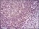 APBB1IP Primary Antibody MP30719 [M7E7D12]