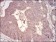 MuRF1 Primary Antibody MP30726 [M7B8E1]