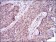 CASP-7 Primary Antibody MP30727 [M4D10B2]