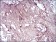 CD6 Primary Antibody MP30729 [M6B11G6]